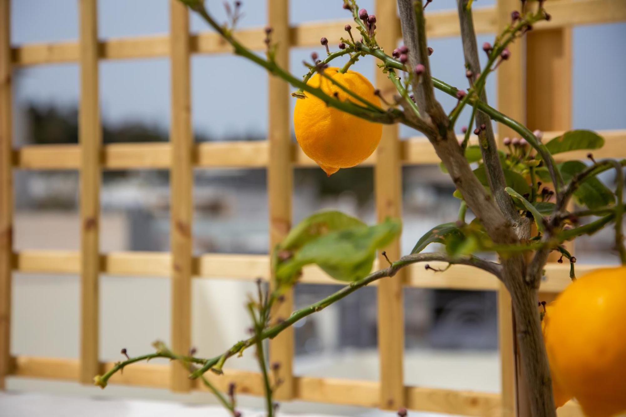 Erato By Heloni Apartment Athens